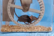 Фото с сайта sciencedaily.com