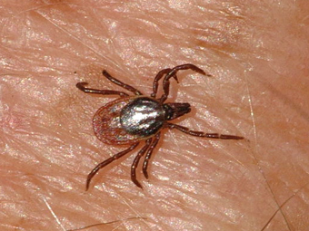 Клещ Ixodes ricinus, переносящий инфекцию. Фото с сайта wikipedia.org