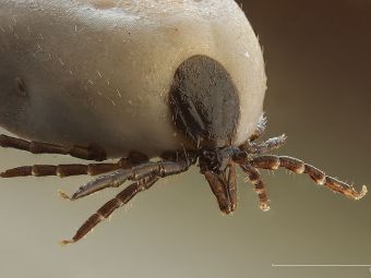 Клещ вида Ixodus ricinus. Изображение с сайта wikimedia.org