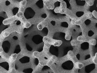 Цитоскелет для выращивания стволовых клеток. Изображение с сайта www.scienceinpublic.com