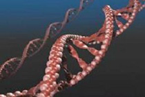 Изображение с сайта biomed.brown.edu