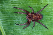 Phoneutria nigriventer, фото с сайта arachnophiliac.inf
