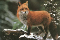 Фото с сайта www.mainerivers.org