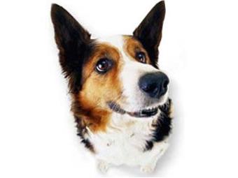 Изображение с сайта univet.ru