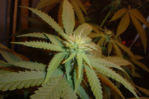 Фото с сайта 1stmarijuanagrowerspage.com