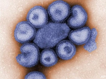 Вирус гриппа H1N1. Изображение с сайта www.iprevent-flu.com