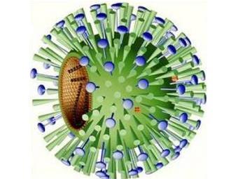 Вирус гриппа. Изображение с сайта www.lsfnet.org