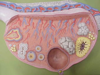 Схематическое изображение яичника в разрезе с сайта chariho.k12.ri.us