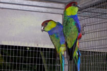 Фото с сайта birdcrazy.proboards2.com