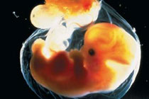 Иллюстрация с сайта scienceclarified.com