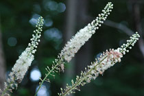 Клопогон кистевидный (Actaea racemosa). Фото с сайта www.delawarewildflowers.org