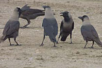 Серые вороны. Фото с сайта www.magikbirds.com