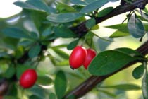 Барбарис обыкновенный, фото с сайта bio.brandeis.edu