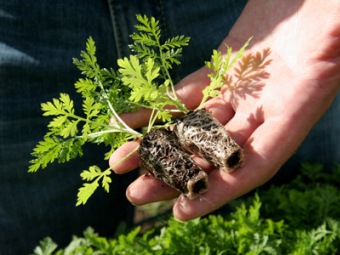 Артемизинин получают из растений однолетней полыни (Artemisia annua). Фото с сайта ВОЗ