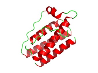 Трехмерная структура лептина, иллюстрация с сайта biochem.arizona.edu