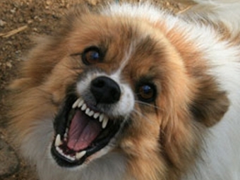 Изображение с сайта www.dogweb.ru