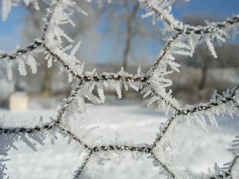 Изображение с сайта www.coldclimategardening.com
