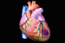 Иллюстрация sciencephoto.com