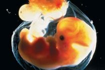 Фото с сайта scienceclarified.com
