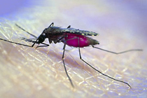 Anopheles stephensi, фото с сайта micromacro.co.uk