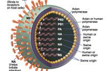 Структура нового вируса гриппа H1N1. Изображение с сайта mit.edu