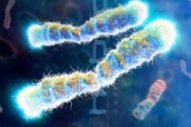 Теломеры хромосом. Иллюстрация с сайта hybridmedicalanimation.com