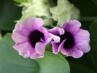 Малая гавайская роза, фото с сайта psychoactiveherbs.com