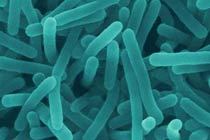 Listeria monocytogenes, фото с сайта biology.kenyon.edu