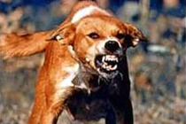 Фото с сайта www.dogflu.ca