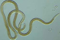 Фото с сайта www.csiro.au