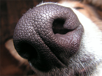Фото с сайта wikimedia.org