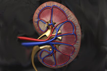 Почка. Изображение с сайта www.3dscience.com
