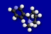 Молекула никотина. Рисунок с сайта http://www.nyscience.org