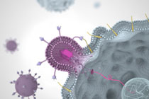 Проникновение вируса иммунодефицита в клетку, иллюстрация с сайта learn.genetics.utah.edu