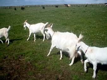 Фото с сайта thegamriegoat.co.uk