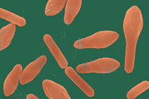 Бактерии clostridium botulinum, иллюстрация с сайта  kimicontrol.com
