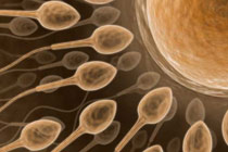 Сперматозоиды и яйцеклетка. Изображение с сайта www.scienceprogress.org