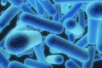 Возбудитель легионеллеза. Фото с сайта www.aquatreat.co.uk
