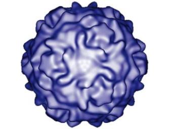 полиовирус