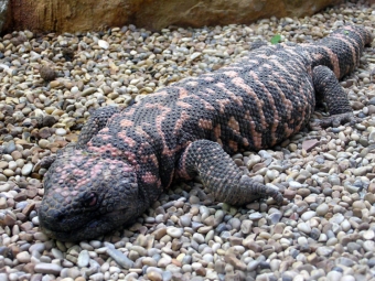 Ящерица жилатье. Изображение с сайта wikimedia.org