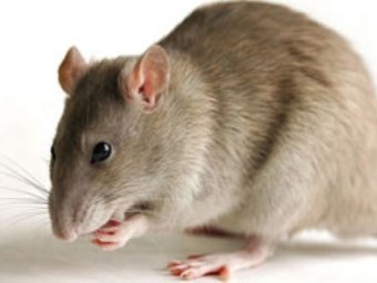 Серая крыса. Изображение с сайта mammals.ru