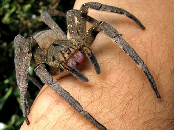 Phoneutria nigriventer. Фото с сайта wikimedia.org