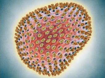 Вирус гриппа H1N1. Изображение с сайта gerovital.ru