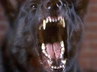 Фото с сайта dogbreedinfo.com