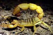 Желтый скорпион, фото с сайта www.breedingcentresharjah.com