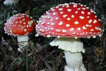 Мухоморы. Фото с сайта www.naturezadivina.com.br