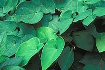 Epimedium brevicornum. Фото с сайта www.truestarhealth.com