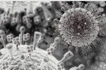 Вирус H1N1. Изображение с сайта blogs.silive.com