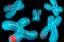 Хромосомы и гены. Изображение с сайта www.sciencephoto.com