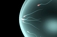 Мужская контрацепция. Рисунок с сайта www.sciencephoto.com